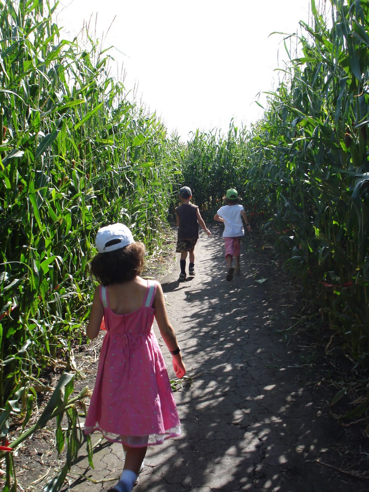 [cornmaze.jpg]