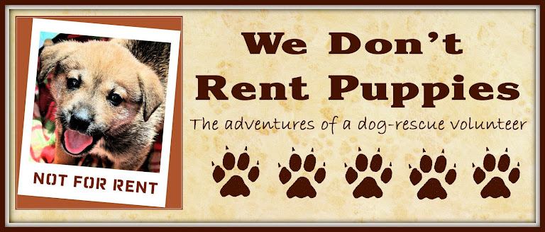 We Don't Rent Puppies