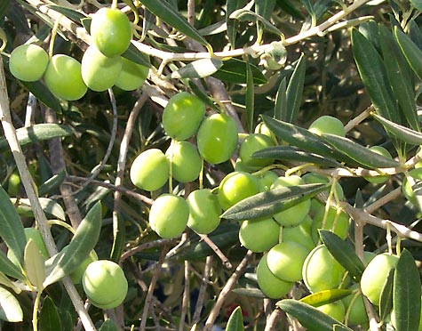 [Olive_tree.jpg]