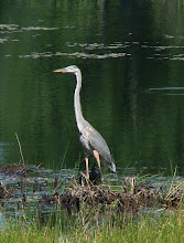 Birdwatching in the Muskrat Pond