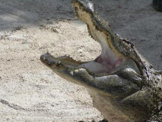 Florida Everglades: Alligator
