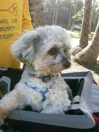 Team Trixie's Cycling Adventure