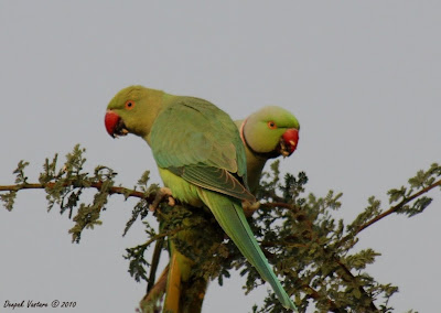 Pakshi Loka: Birding around Dechu : Rajasthan