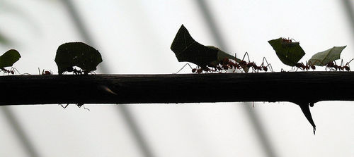 'Ants on a branch' by tompagenet on Flickr