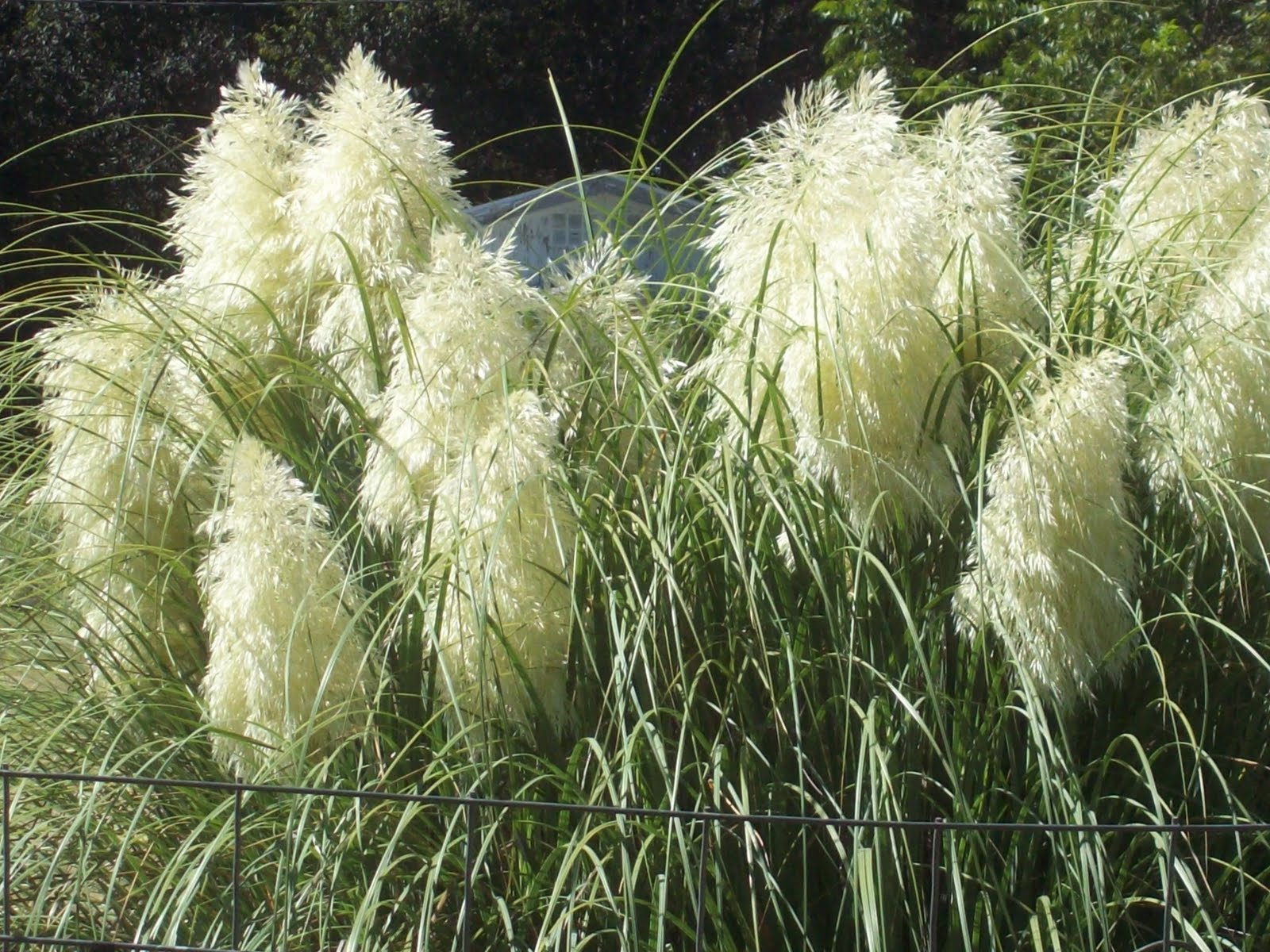 Nana's Nature Photography Ornamental Grass Plumes