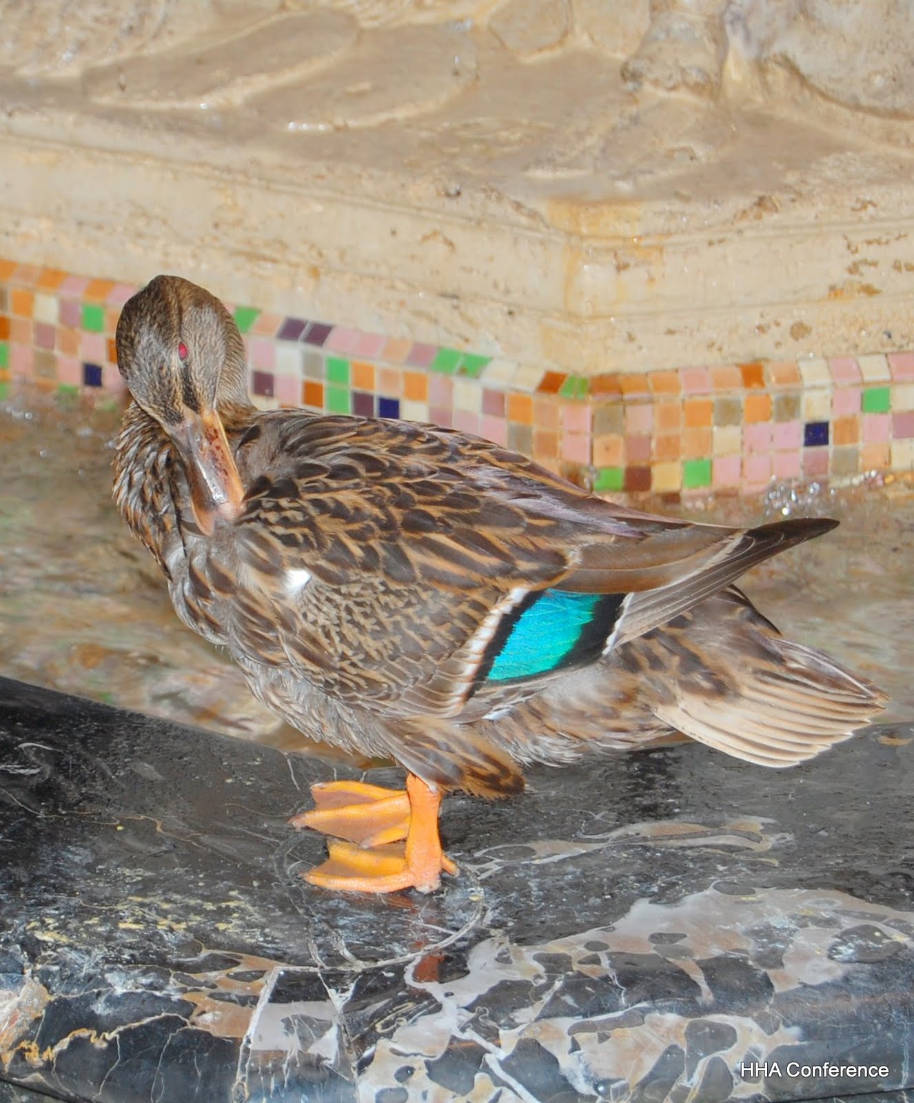 Historic Hotels Annual Conference Our Second Duck Master, Bill Ott