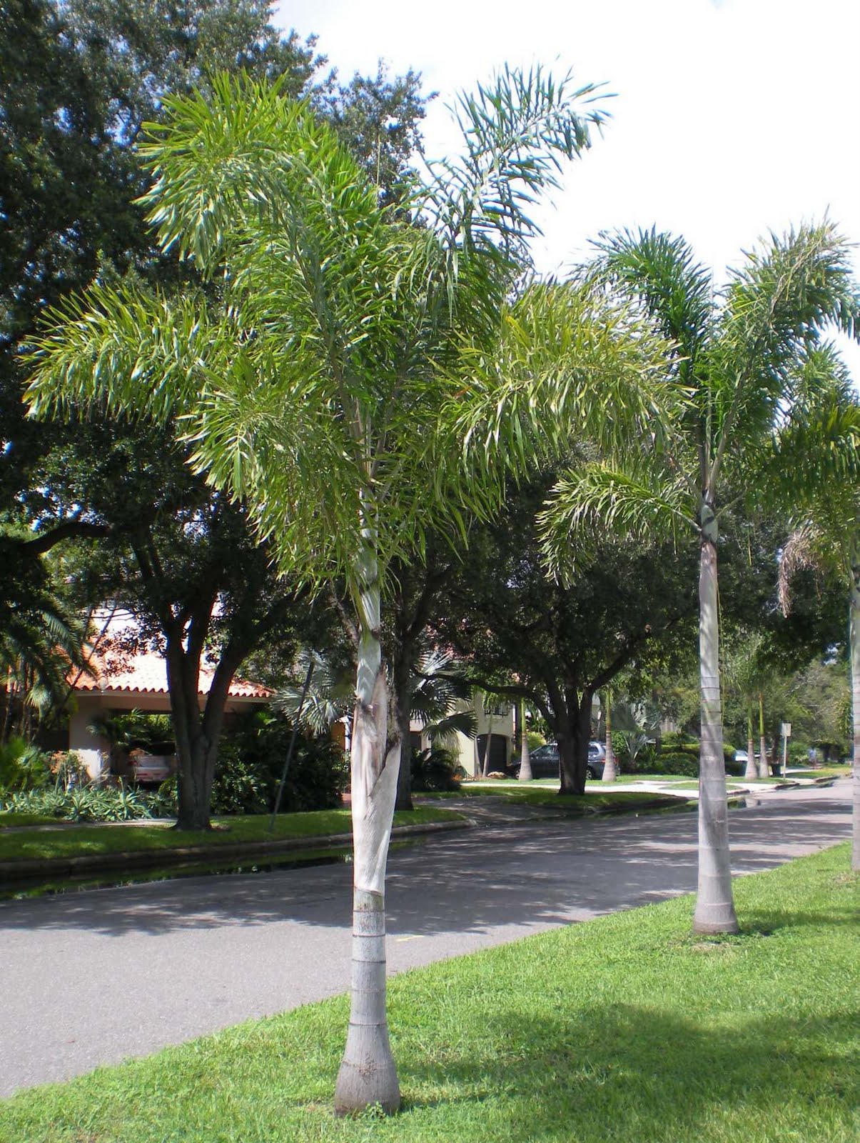 live-palm-tree-foxtail-palm
