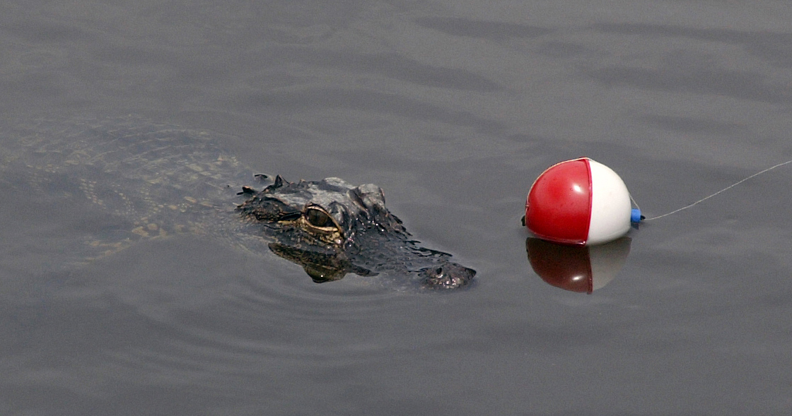 [Bobber+gator.JPG]