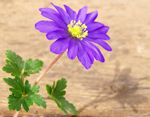 Anenome