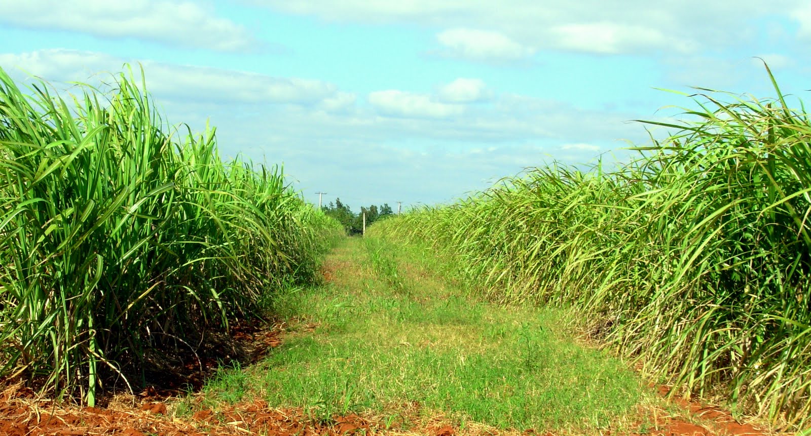 Сахарный тростник сбор. Куба сахарный тростник плантации. Фиджи сахарный тростник. Сахарный тростник на Кубе. Куба экономика сахарный тростник.