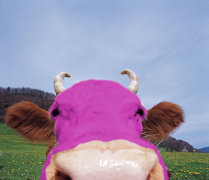 Розовые коровки. Розовая корова. Розовый бык. Фиолетовая корова. Милая корова розовая.