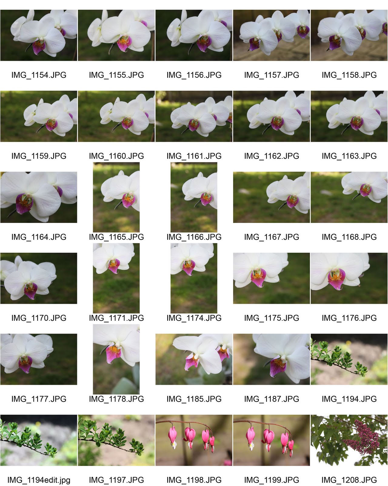 i like angel delight Contact Prints