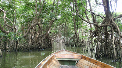 mangroves and boat