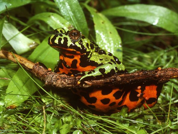 Picture from National Geographic