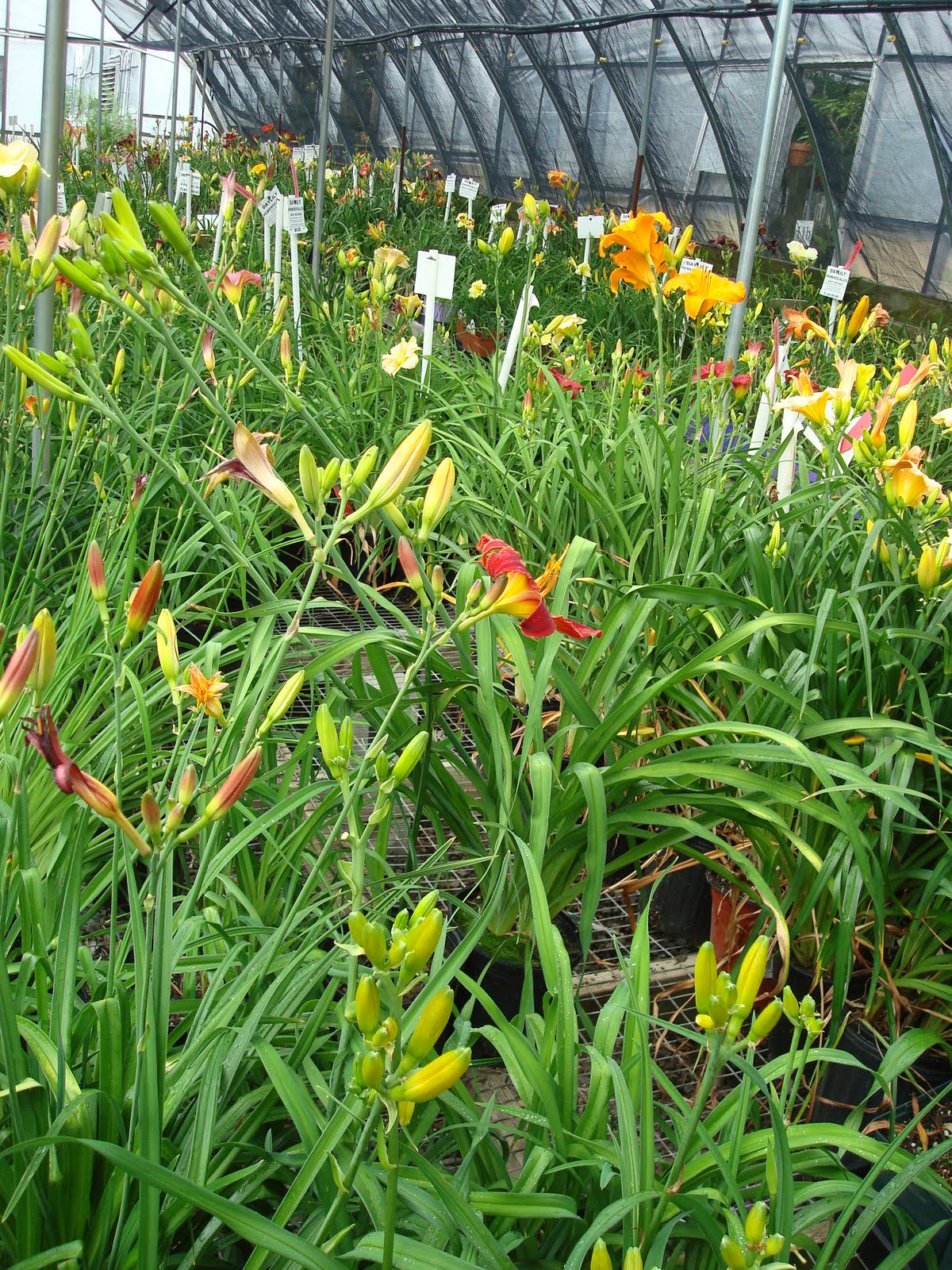 big-bloomers-flower-farm