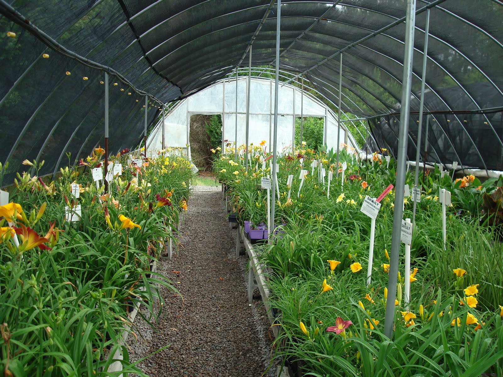 big-bloomers-flower-farm