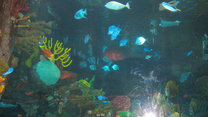 Silverton Casino Aquarium