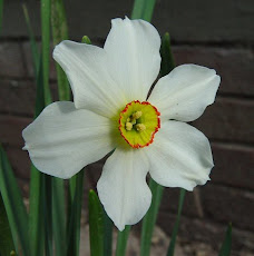 GABA antagonist "PTZ" : an Alkaloid from Narcissus flower.
