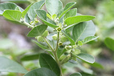 Ashwagandha (Indian Winter Cherry) extract  contains the anti-cancer compound "Withaferin A"