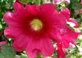 Hollyhocks