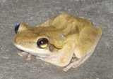 Cute frog we saw while playing Hearts in the garden
