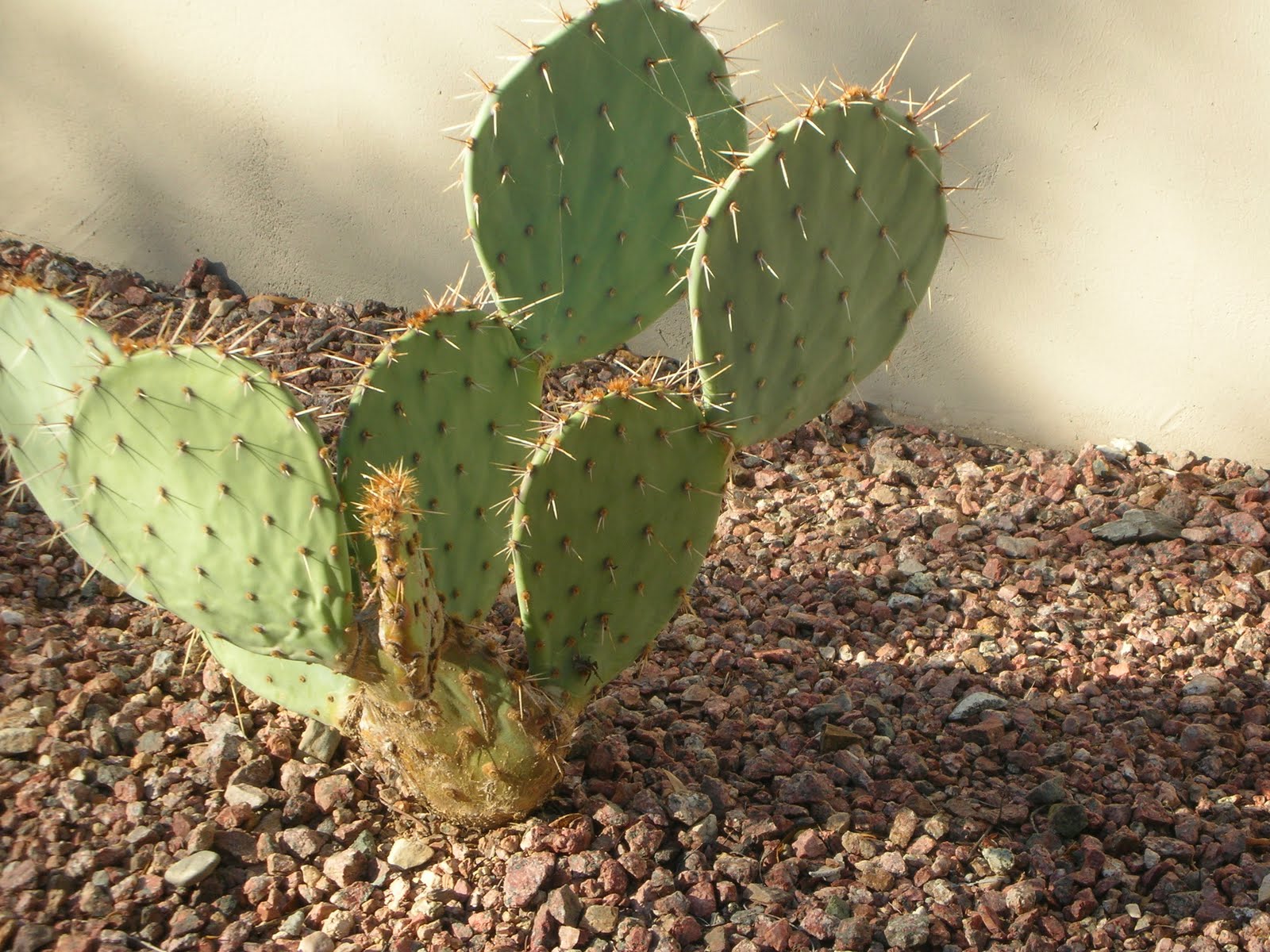 Prickly Paradise A Living in the Desert Thorns