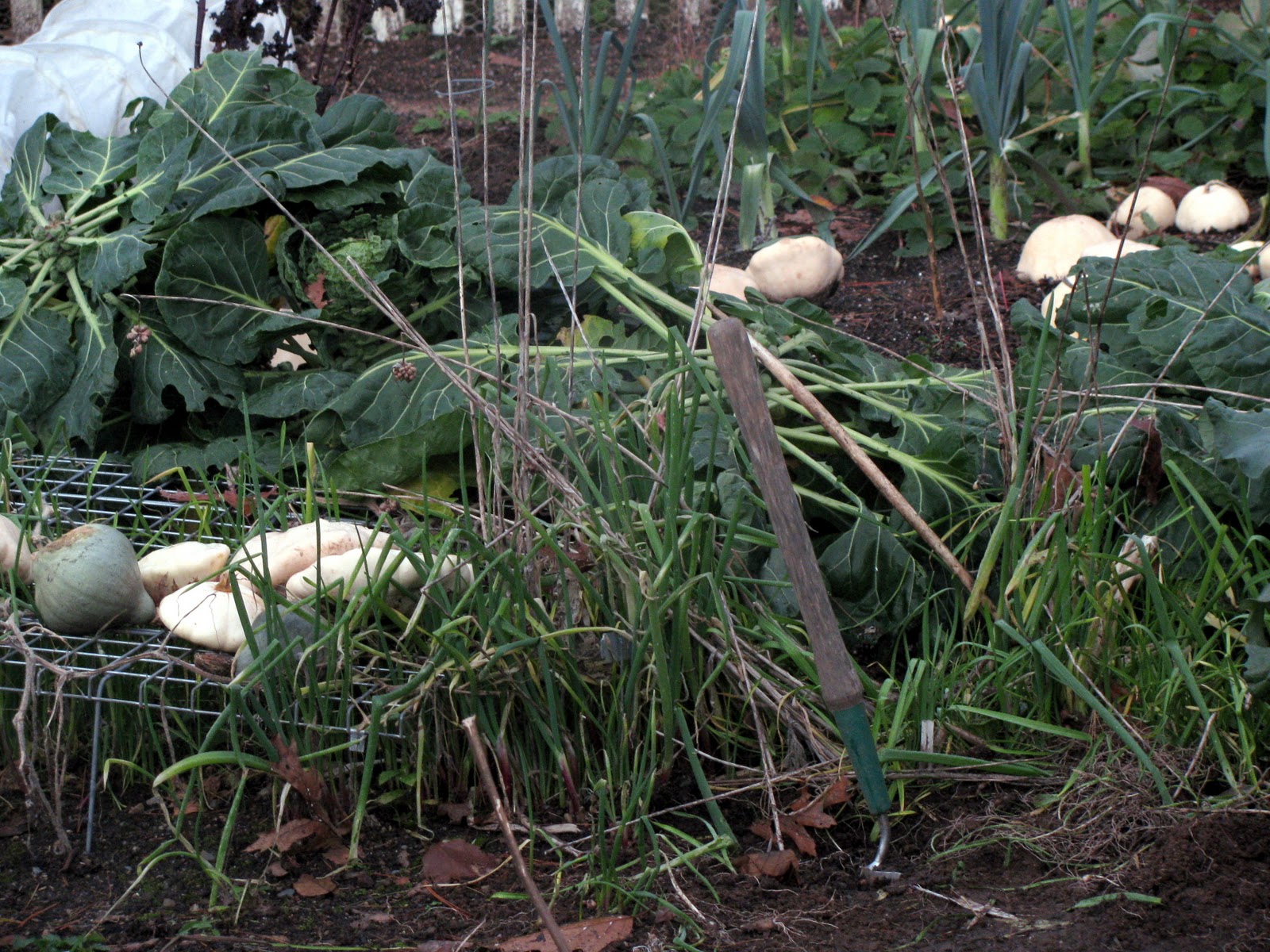 Gardeningbren in Nova Scotia Harvesting Garlic