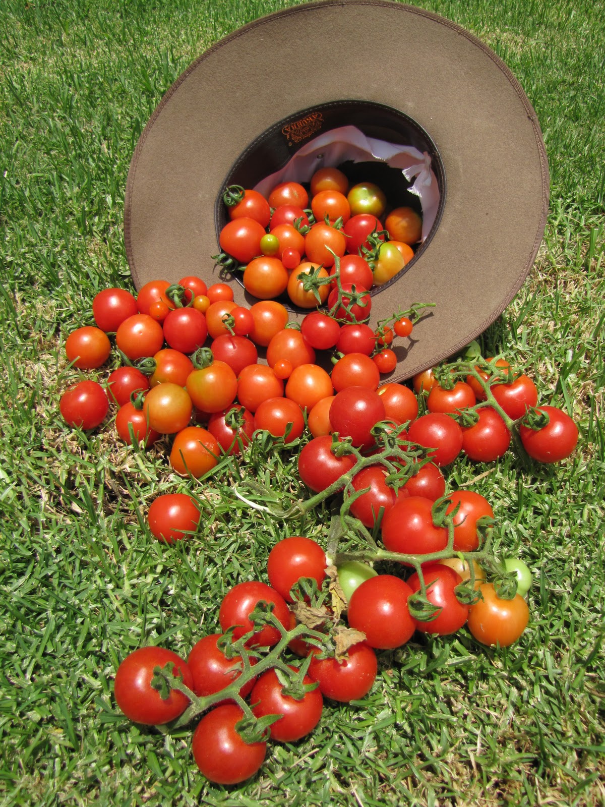 Gourmet Garden Tomatoes!