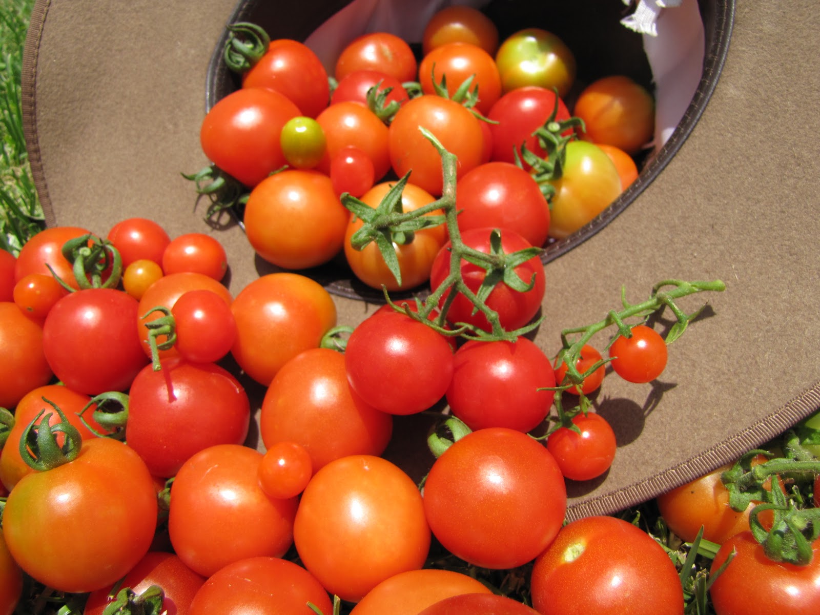 Gourmet Garden: Tomatoes!