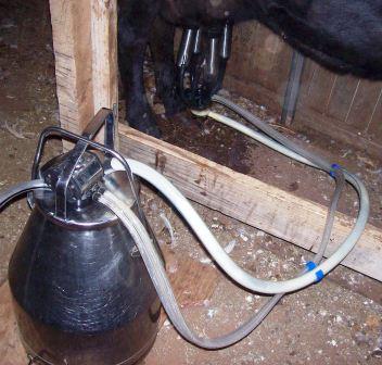 [milking.jpg]