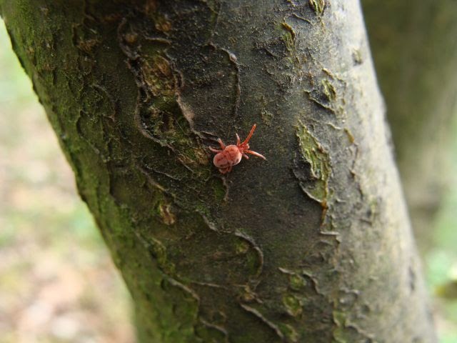 Mein Waldgarten: Die Blutlaus edit: Rote Samtmilbe!