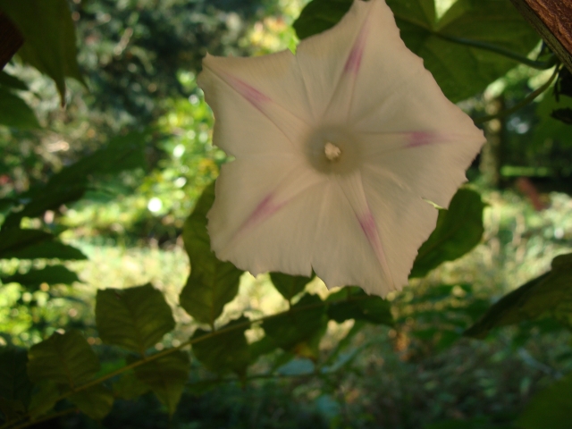 © Mein Waldgarten: September 2010
