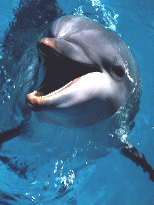 Dolphin.gif