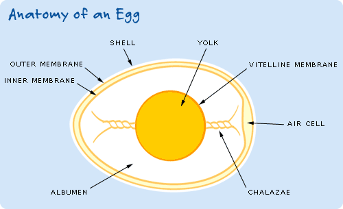 [eggcrosssection.gif]