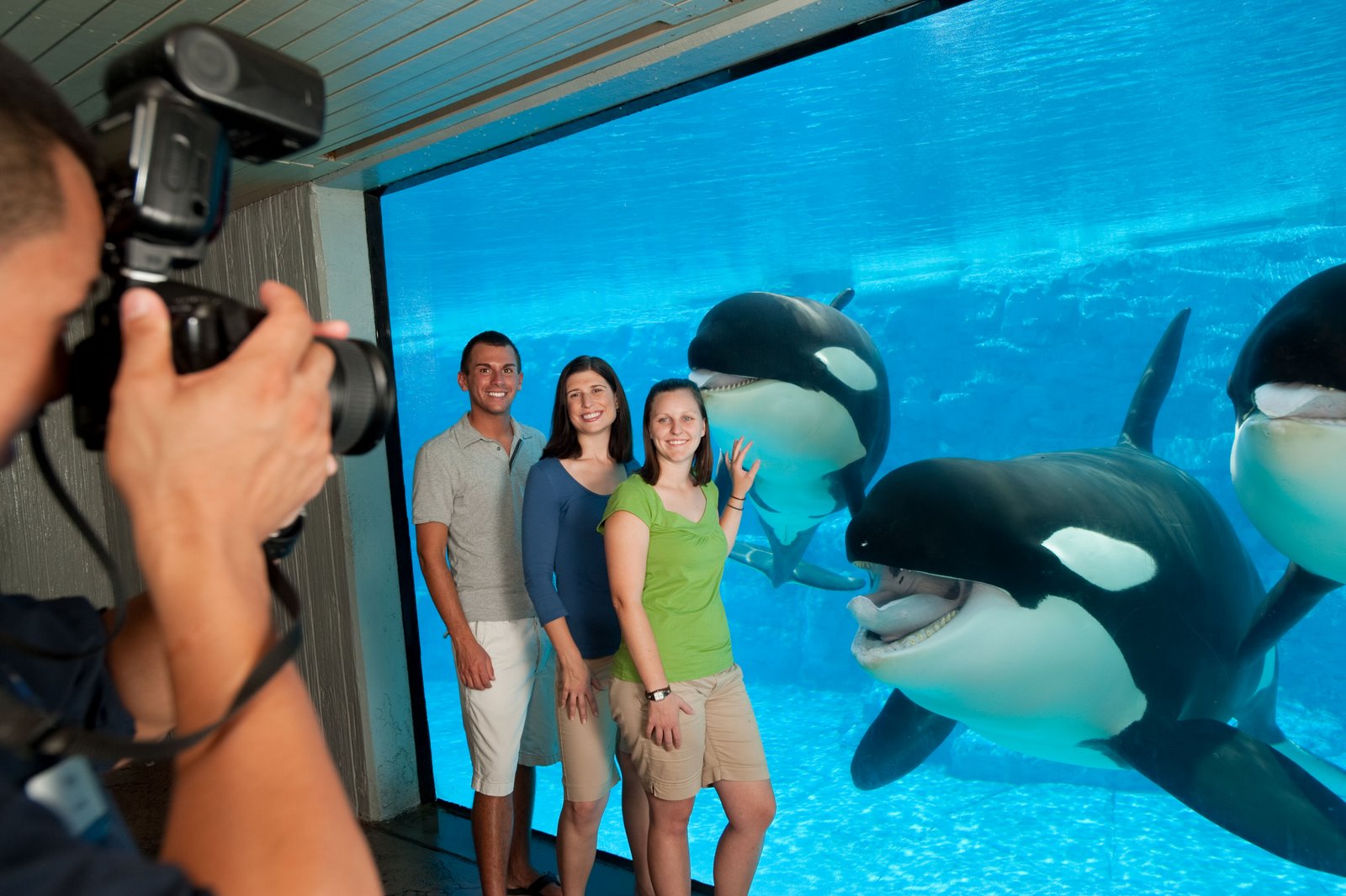 [Animal+Shows+and+Photo+Experience+at+SeaWorld+Orlando+with+Shamu.JPG]