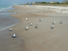 More Gulls