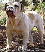 brazilian bulldog for sale