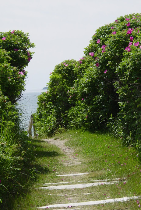THE PATH TO THE OCEAN, SMELL THOSE ROSES