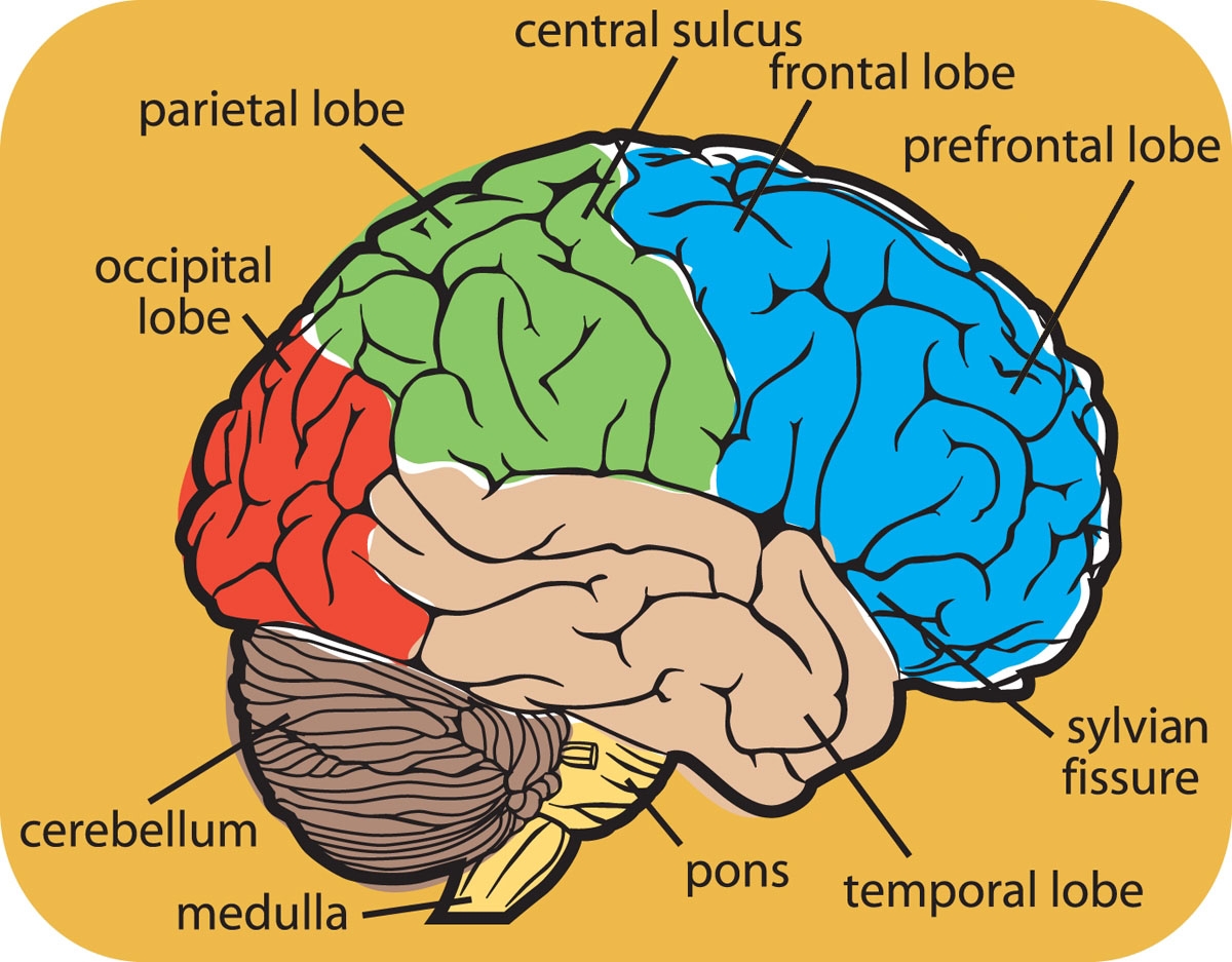 Anarezai Our Brain