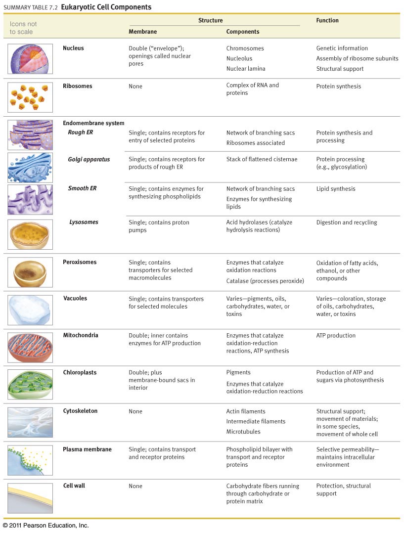 Cell Parts And Functions Worksheet Pdf Reviewmotors.co
