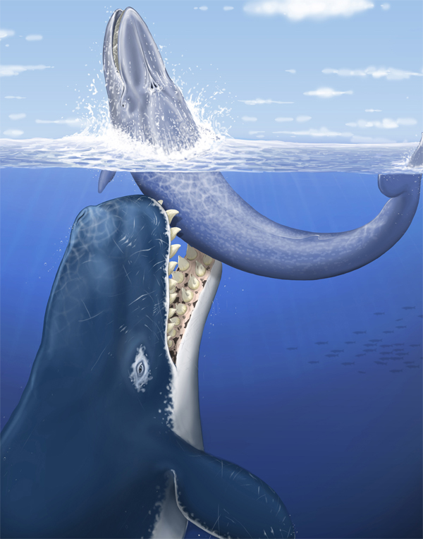 El Pensieve de Dinorider: Fósil de Miércoles: Leviathan melvillei ...
