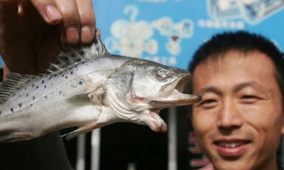Mr Wang caught a Sea Bass with Two Mouths