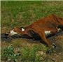 farmer kills 51 cows
