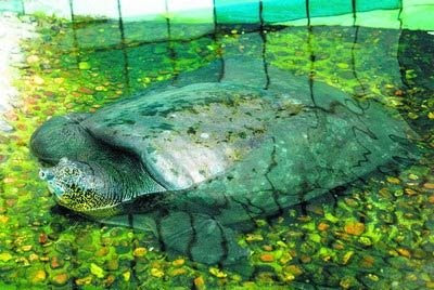 Yangtze Giant Soft-shell Turtle, 