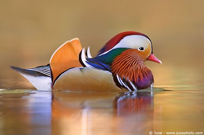 Beautiful Mandarin Duck picture