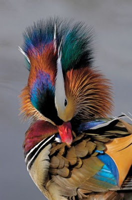 Colorful Mandarin Duck and colorful