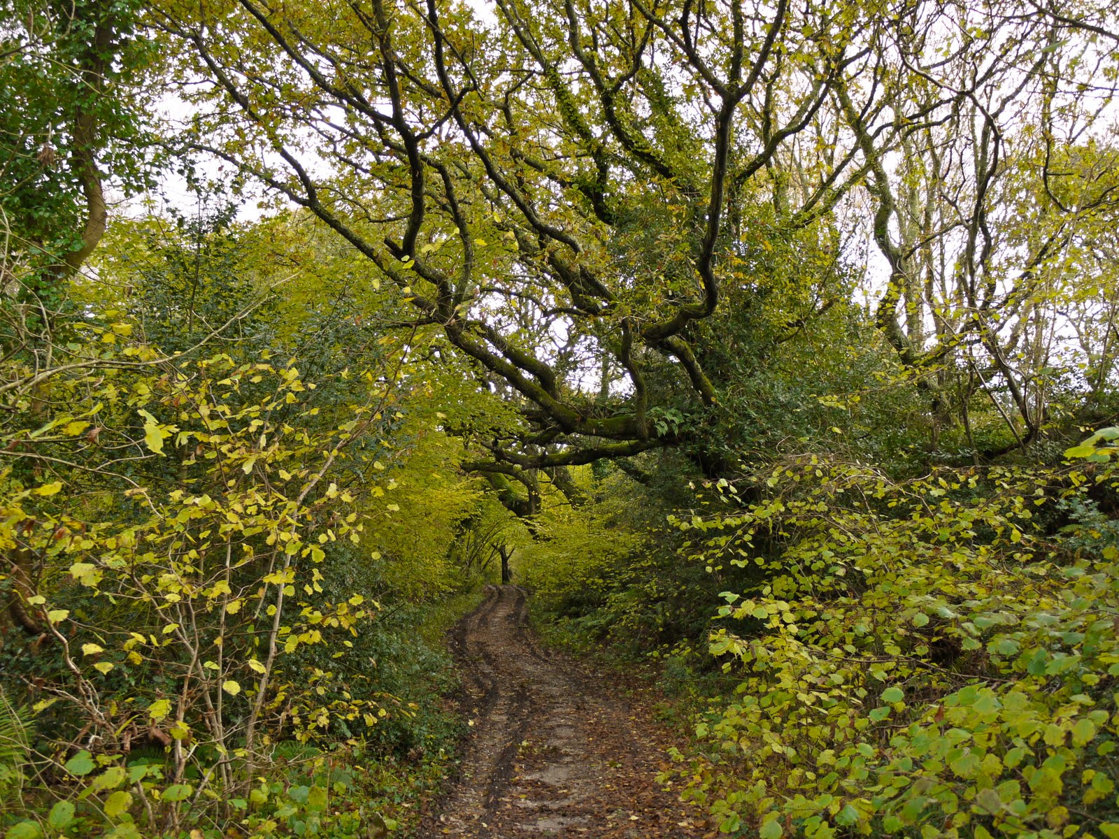 Walking in the country: Corfe Castle and the Purbeck Ridge