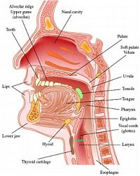 vocal tract