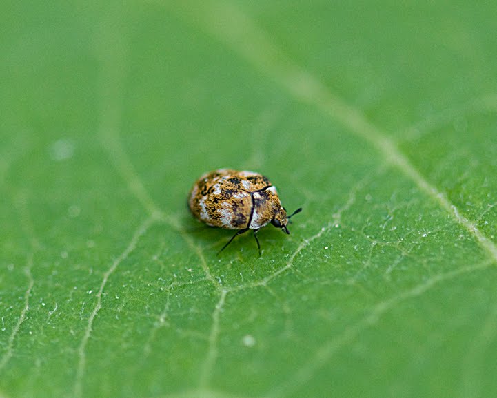 What Do Baby Carpet Beetles Look Like Carpet Vidalondon