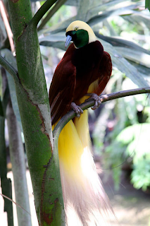 burung tercantik di dunia